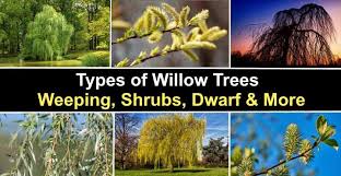 types of willow trees weeping shrubs