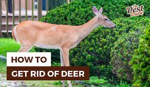 Keep Deer Out Of Your Yard Garden