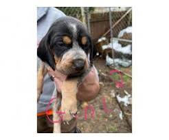 In search of new homes with loving families. Bluetick Coonhound Puppies Need Forever Home In Wheeling West Virginia Puppies For Sale Near Me