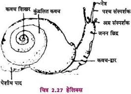 Structure Of Snail With Diagram Hindi Zoology