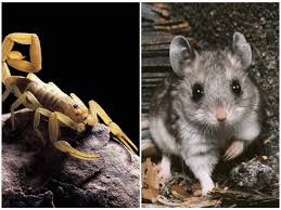 Mgi is the international database resource for the laboratory mouse, providing integrated genetic, genomic, and biological data to facilitate the study of human health and disease. Netflix Showcases Grasshopper Mouse Immune To Scorpion Venom Short Wave Npr
