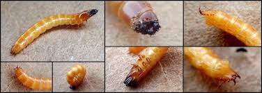 wireworm woes identification and