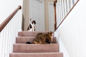 stop cats from scratching carpet on stairs