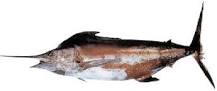 内閣府 沖縄総合事務局 - 漁獲量の多い魚・沖縄３大高級魚