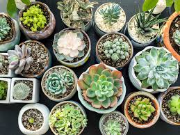 How do you know you're doing the right thing as far cacti care is concerned? How To Propagate Succulents And Grow Your Indoor Garden