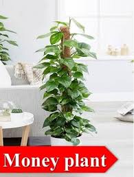 Dazzling 15 Indoor Plants For Oxygen