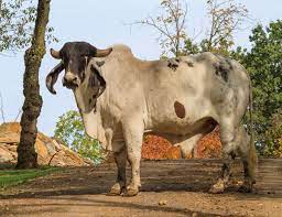 The brahman breed originated from bos indicus cattle from india. Feed Brahma Cattle The Farm At Walnut Creek In Ohio