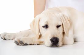 stomach ulcers in dogs causes