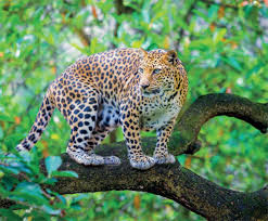 200 leopard pictures wallpapers com