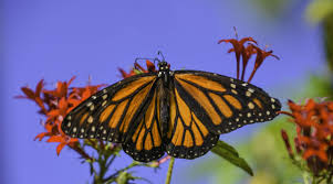 monarch erflies are under threat