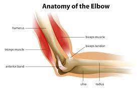 arm and elbow condition groups