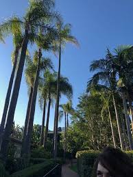 palm trees hotel gardens picture of