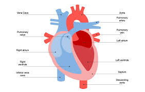 You should make a label that represents your brand and creativity, at the same labels are usually small in size, so you should carefully choose the font of the texts to make sure it is readable. Understanding Human Heart With Heart Diagram Edrawmax Online