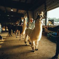 llamas are loved in new england as