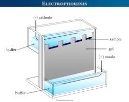 electropsis definition process