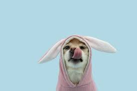 bunny ears costume licking its lip