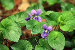 Viola obliqua Marsh Blue Violet PFAF Plant Database