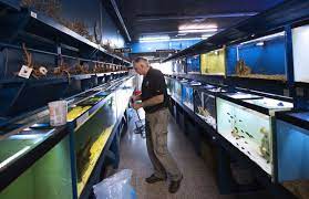 Sometimes the best pets are the pets that take minimal effort. Animal Jungle Owner Is Out Of Retirement After Opening A New Pet Fish Store In Virginia Beach The Virginian Pilot