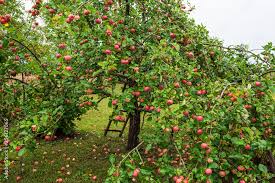 Apple Tree Garden In Early Morning