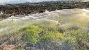 cobwebs as spiders flee floods abc17news