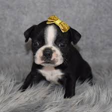 Bugg (boston terrier x pug) puppies! Boston Terrier Puppies For Sale In Pa Boston Puppies Adoptions