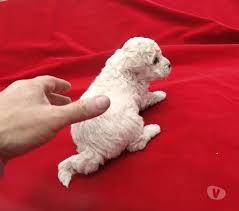 french poodle mini toy cachorritos de