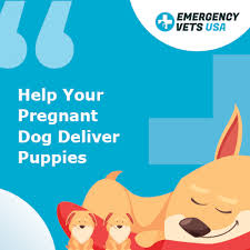 How long can your puppy hold it? Helping Your Pregnant Dog Give Birth The Process Of Birthing Puppies