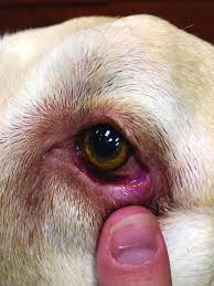 entropion in dogs how to treat this