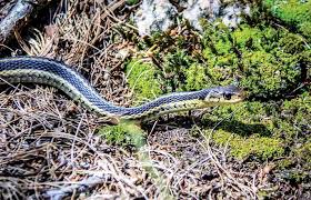 poisonous snakes rare on island