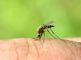 Продължителността на живот на комарите е между 4 и 8 седмици.1. Naj Dobrite Babini Ilachi Sreshu Uhapvaniya Ot Komari Simptomi Bg