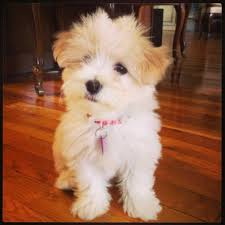 havanese puppies in india at