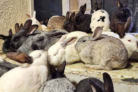 spca seizes 162 rabbits from abbotsford