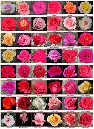 indian rose varieties