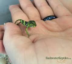 how to care for baby chameleons