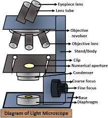 light and electron microscope