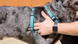 How To Measure And Fit The Petsafe 3 In 1 Dog Harness