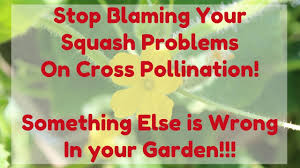 Cross Pollination Myths In The Vegetable Garden Our Stoney