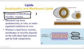 membrane structure and lipids flash