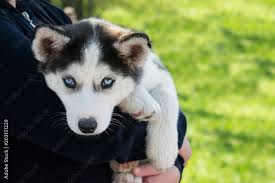cute puppy siberian husky black and