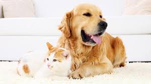 A pet, or companion animal, is an animal kept primarily for a person's company or entertainment rather than as a working animal, livestock or a laboratory animal. What Does Pet Insurance Cover Forbes Advisor
