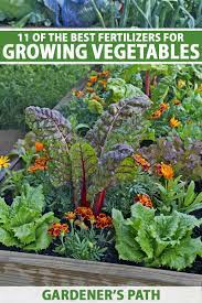 best fertilizers for growing vegetables