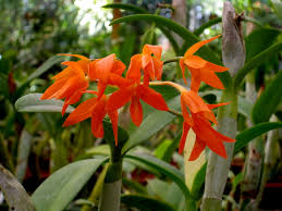lankester orchid botanical gardens