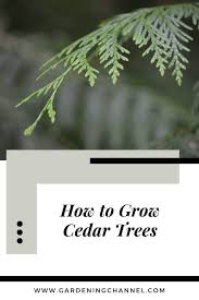 Small and large machines can be easily. How To Grow Cedar Trees Gardening Channel
