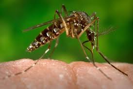 Imagini pentru zika virus