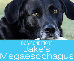 What is megaesophagus in dogs? Megaesophagus In Dogs Jake Is In Pain After Eating