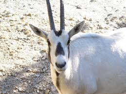 Resultado de imagem para oryx leucoryx