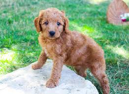 Ask questions and learn about goldendoodles at nextdaypets.com. Lori Mini Pup Goldendoodle For Sale Near Grabill Indiana Flipboard