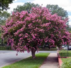 Some flowering trees produce fruits and are a food source for birds. 25 Longest Blooming Trees And Shrubs For Your Garden Diy Crafts