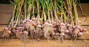 When And How To Harvest Garlic