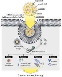 lipid nanoparticle based mrna delivery